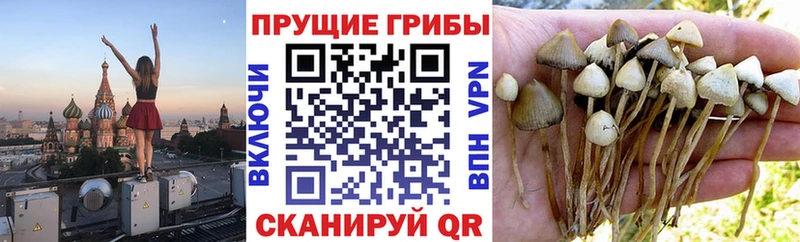 Галлюциногенные грибы MAGIC MUSHROOMS Купить Заволжск